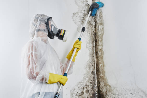 Best Toxic Mold Removal  in Bermuda Dunes, CA