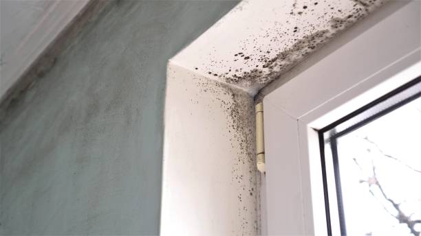 Best Affordable Mold Removal  in Bermuda Dunes, CA