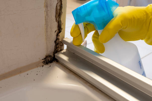 Best Same-Day Mold Removal  in Bermuda Dunes, CA