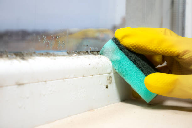 Best Mold Damage Repair  in Bermuda Dunes, CA