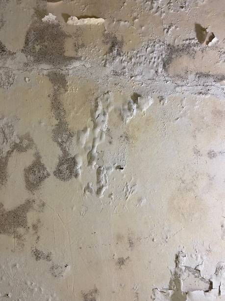 Professional Mold Removal in Bermuda Dunes, CA