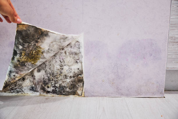 Best Residential Mold Removal  in Bermuda Dunes, CA